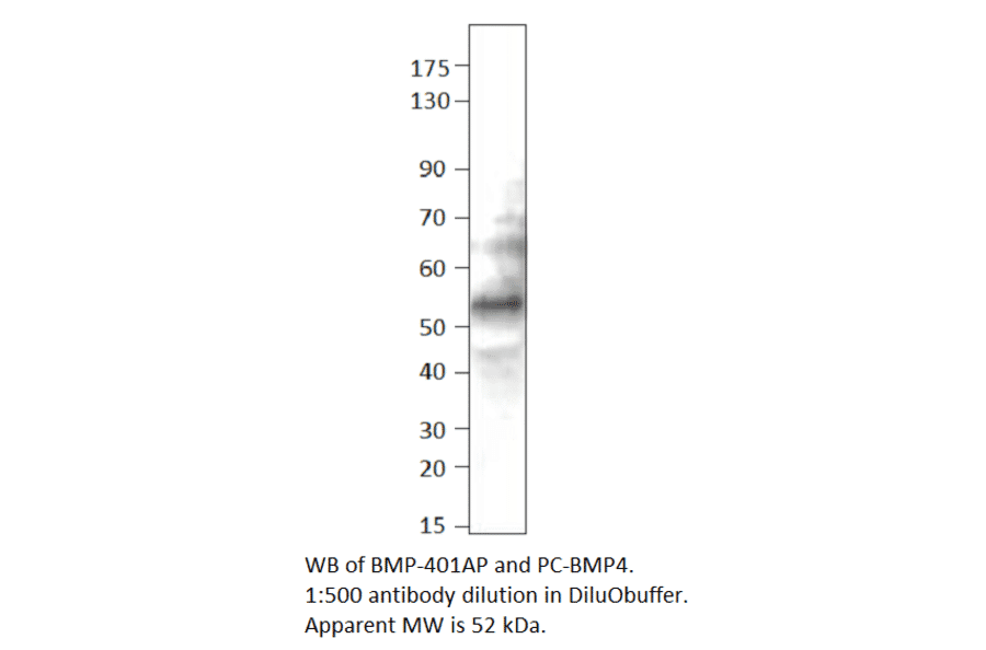 Anti-BMP4 Antibody from FabGennix (BMP-401AP) - Antibodies.com