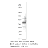 Anti-BMP4 Antibody from FabGennix (BMP-401AP) - Antibodies.com