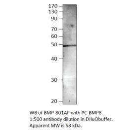 Anti-BMP8 Antibody from FabGennix (BMP-801AP) - Antibodies.com