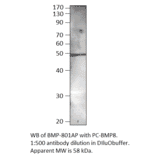 Anti-BMP8 Antibody from FabGennix (BMP-801AP) - Antibodies.com