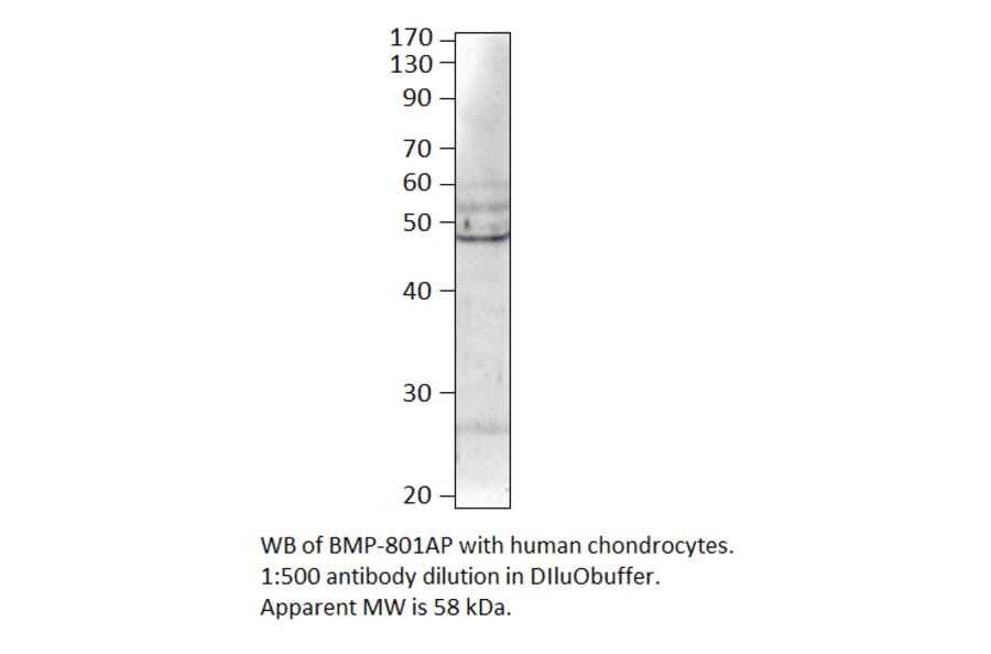 Anti-BMP8 Antibody from FabGennix (BMP-801AP) - Antibodies.com