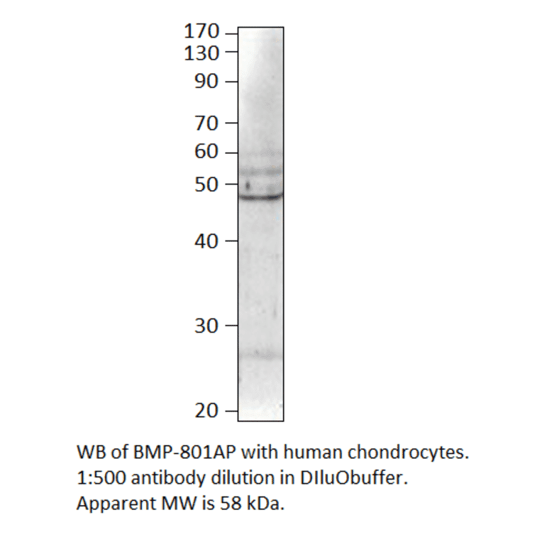 Anti-BMP8 Antibody from FabGennix (BMP-801AP) - Antibodies.com