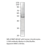 Anti-BMP8 Antibody from FabGennix (BMP-801AP) - Antibodies.com