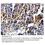 Anti-FLI1 Antibody from FabGennix (FLI-101AP) - Antibodies.com