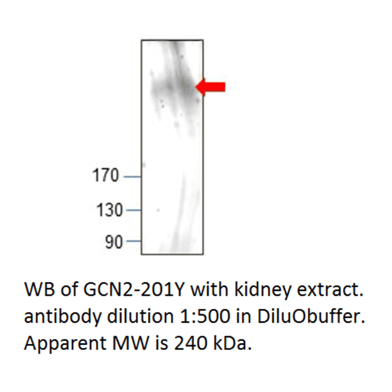 Anti-GCN2 Antibody from FabGennix (GCN2-201Y) - Antibodies.com