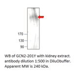 Anti-GCN2 Antibody from FabGennix (GCN2-201Y) - Antibodies.com