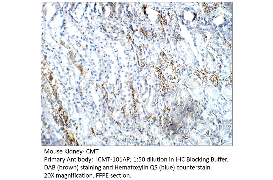 Anti-CMT Antibody from FabGennix (ICMT-101AP) - Antibodies.com