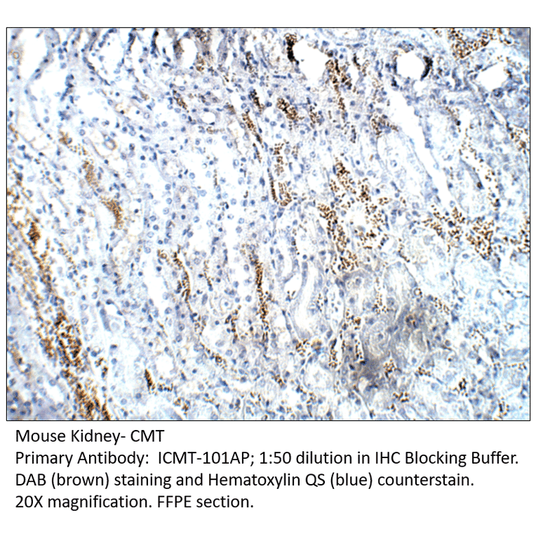 Anti-CMT Antibody from FabGennix (ICMT-101AP) - Antibodies.com