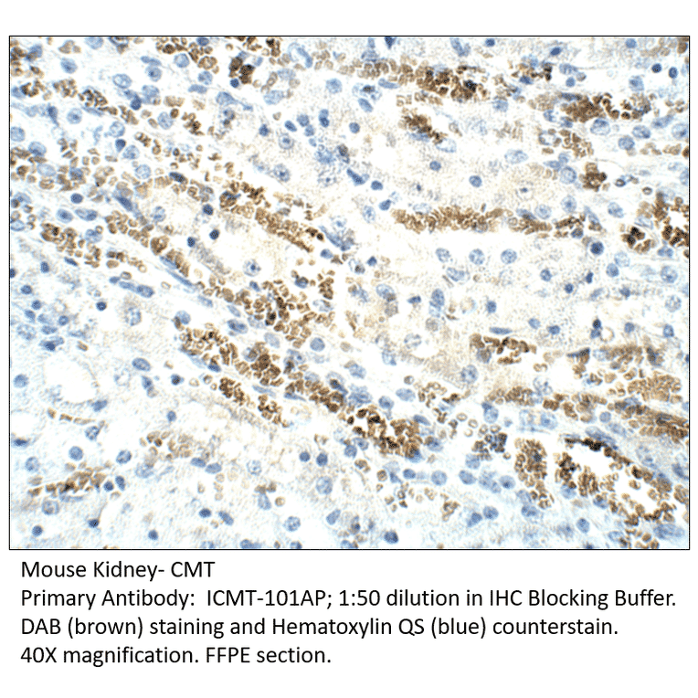 Anti-CMT Antibody from FabGennix (ICMT-101AP) - Antibodies.com