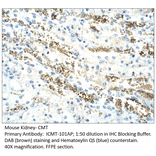 Anti-CMT Antibody from FabGennix (ICMT-101AP) - Antibodies.com