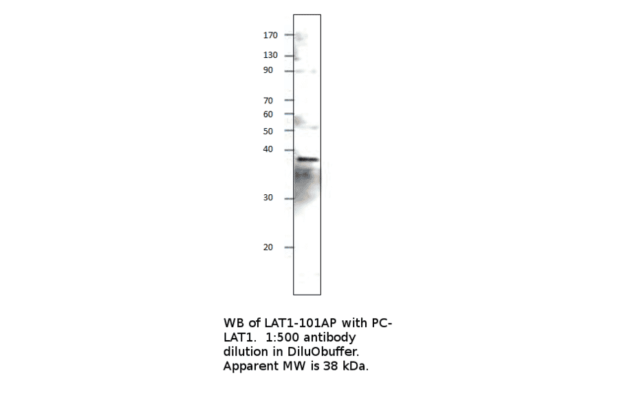 Anti-LAT Antibody from FabGennix (LAT1-101AP) - Antibodies.com