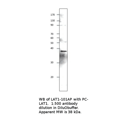 Anti-LAT Antibody from FabGennix (LAT1-101AP) - Antibodies.com
