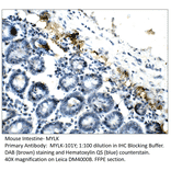 Anti-MYLK Antibody from FabGennix (MYLK-101Y) - Antibodies.com
