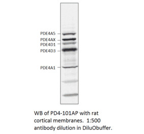 Anti-PDE4 Antibody from FabGennix (PD4-101AP) - Antibodies.com
