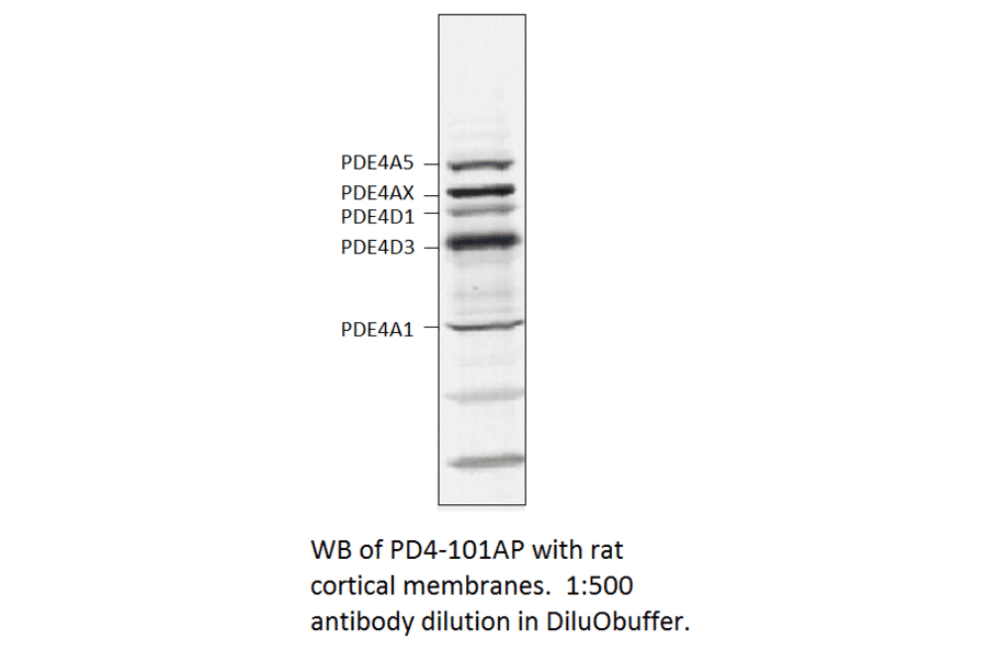 Anti-PDE4 Antibody from FabGennix (PD4-101AP) - Antibodies.com