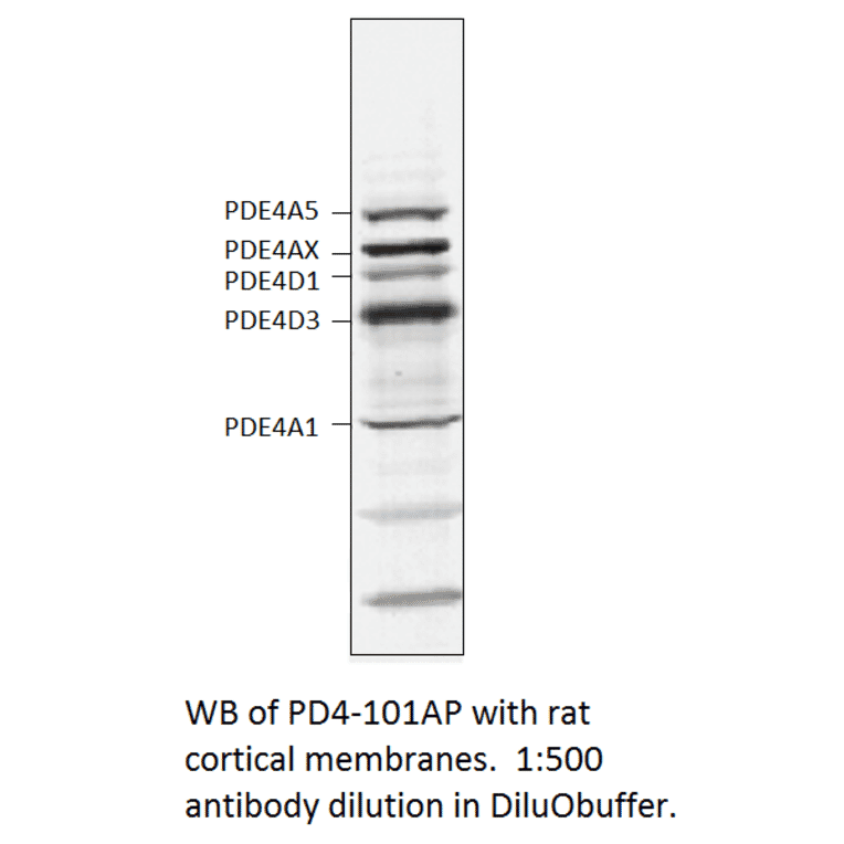 Anti-PDE4 Antibody from FabGennix (PD4-101AP) - Antibodies.com