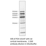Anti-PDE4 Antibody from FabGennix (PD4-101AP) - Antibodies.com