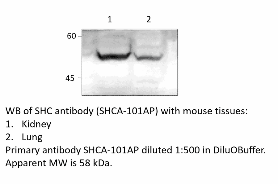 Anti-SHC Antibody from FabGennix (SHCA-101AP) - Antibodies.com