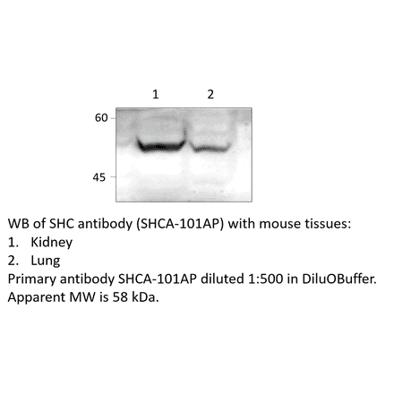 Anti-SHC Antibody from FabGennix (SHCA-101AP) - Antibodies.com