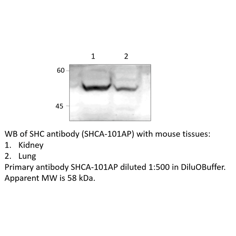 Anti-SHC Antibody from FabGennix (SHCA-101AP) - Antibodies.com