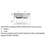 Anti-SHC Antibody from FabGennix (SHCA-101AP) - Antibodies.com