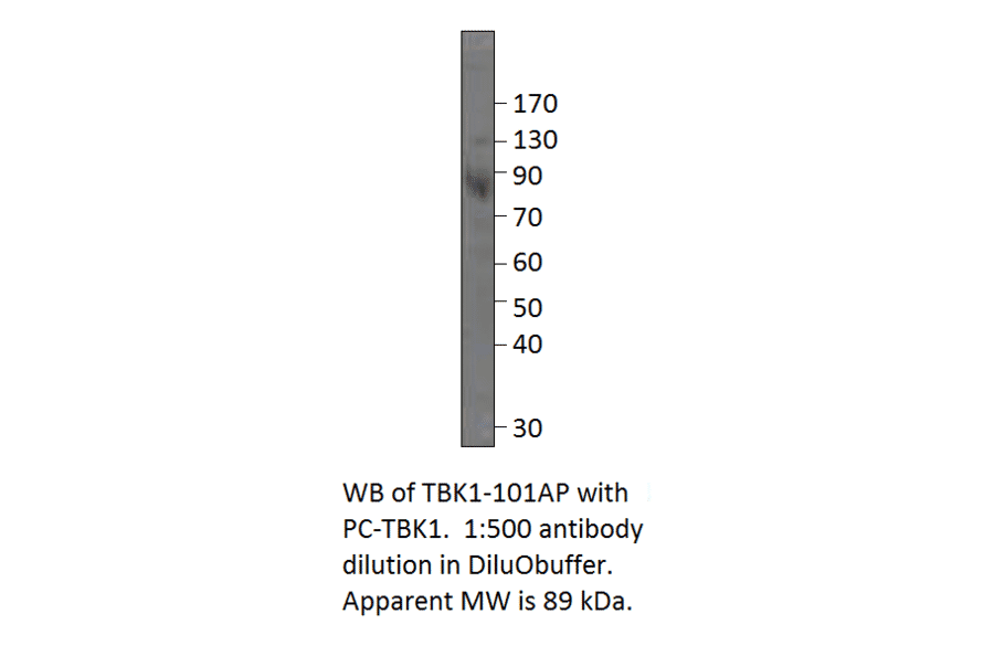 Anti-NAK Antibody from FabGennix (TBK1-101AP) - Antibodies.com