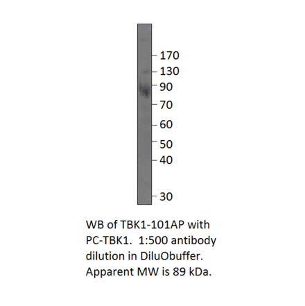 Anti-NAK Antibody from FabGennix (TBK1-101AP) - Antibodies.com