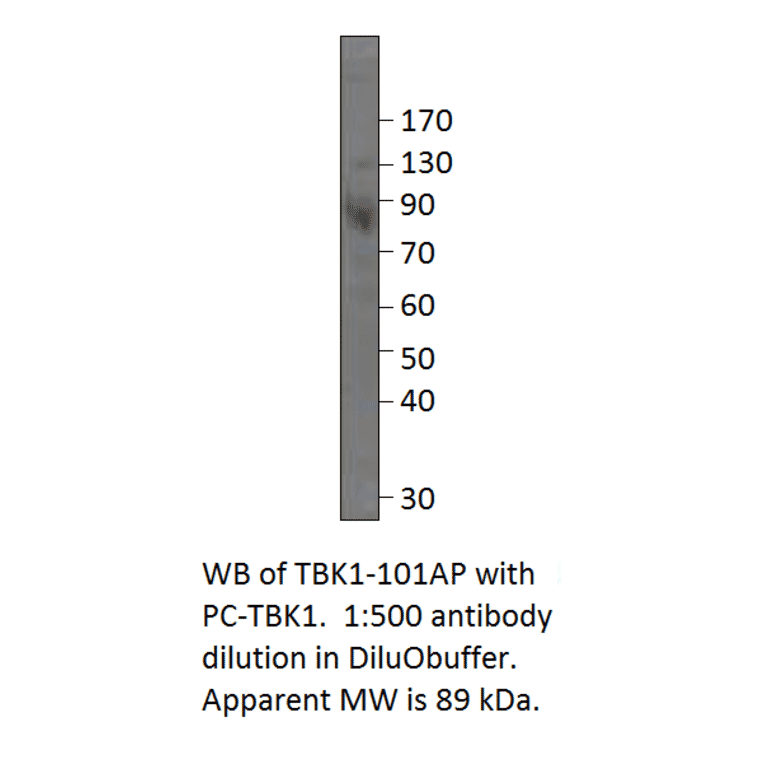 Anti-NAK Antibody from FabGennix (TBK1-101AP) - Antibodies.com