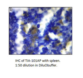 Anti-TIA1 Antibody from FabGennix (TIA-101AP) - Antibodies.com