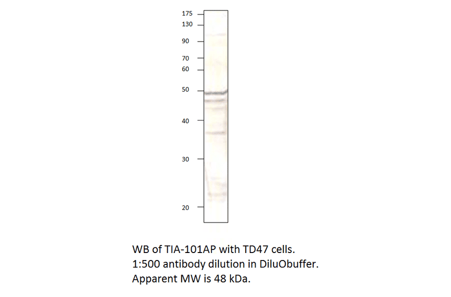 Anti-TIA1 Antibody from FabGennix (TIA-101AP) - Antibodies.com