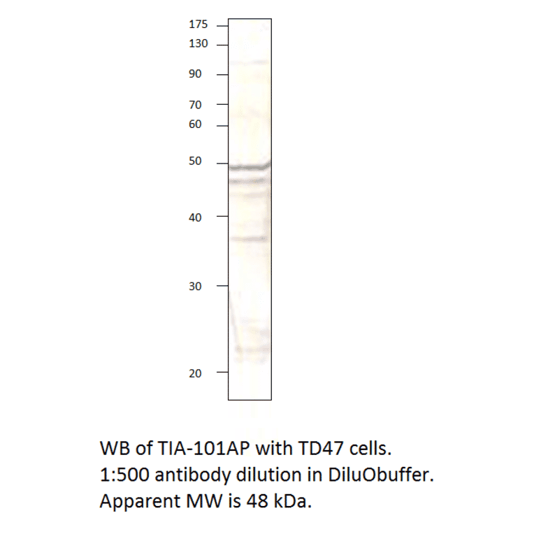 Anti-TIA1 Antibody from FabGennix (TIA-101AP) - Antibodies.com