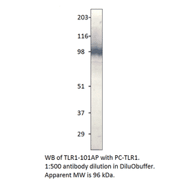 Anti-TLR1 Antibody from FabGennix (TLR-101AP) - Antibodies.com