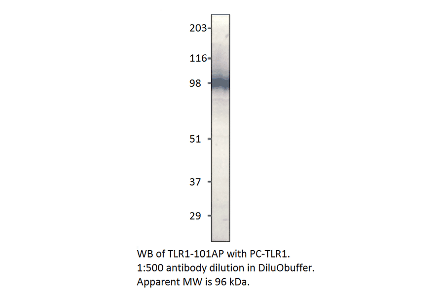 Anti-TLR1 Antibody from FabGennix (TLR-101AP) - Antibodies.com
