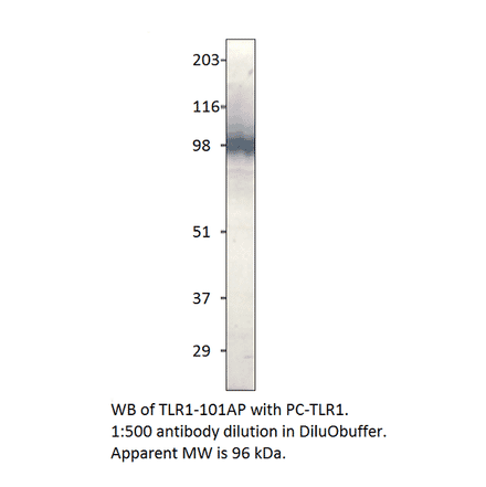 Anti-TLR1 Antibody from FabGennix (TLR-101AP) - Antibodies.com