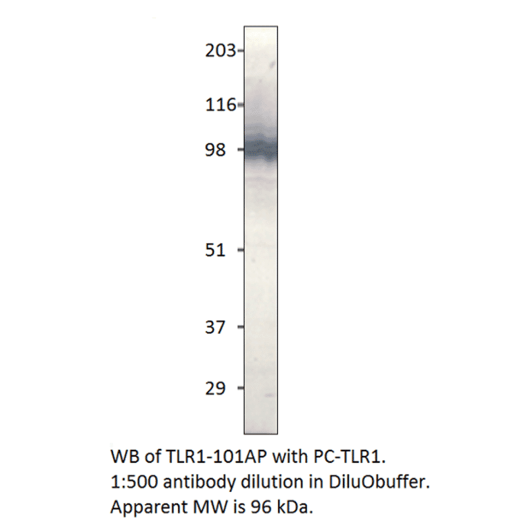 Anti-TLR1 Antibody from FabGennix (TLR-101AP) - Antibodies.com