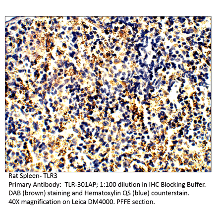 Anti-TLR3 Antibody from FabGennix (TLR-301AP) - Antibodies.com