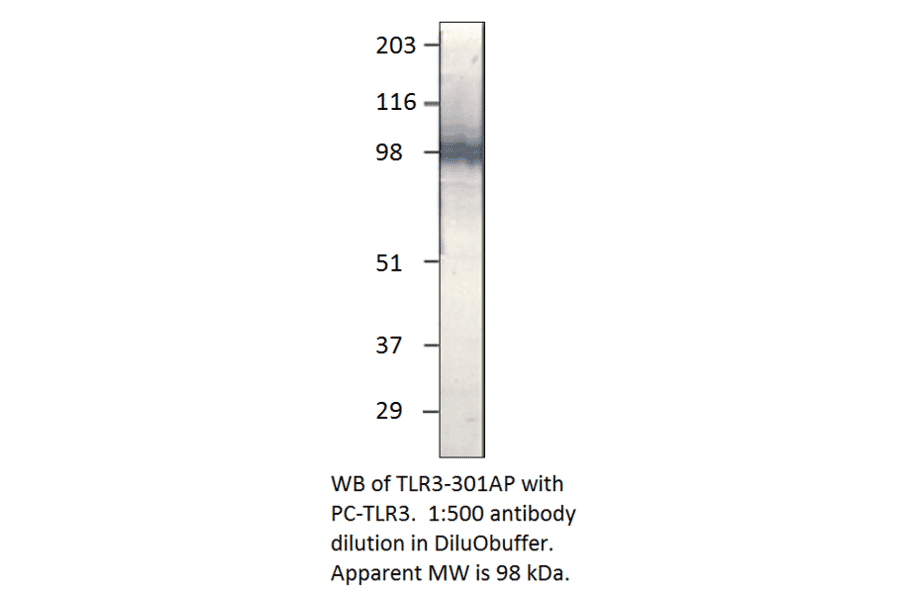 Anti-TLR3 Antibody from FabGennix (TLR-301AP) - Antibodies.com