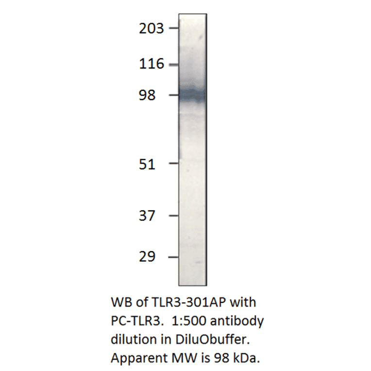 Anti-TLR3 Antibody from FabGennix (TLR-301AP) - Antibodies.com