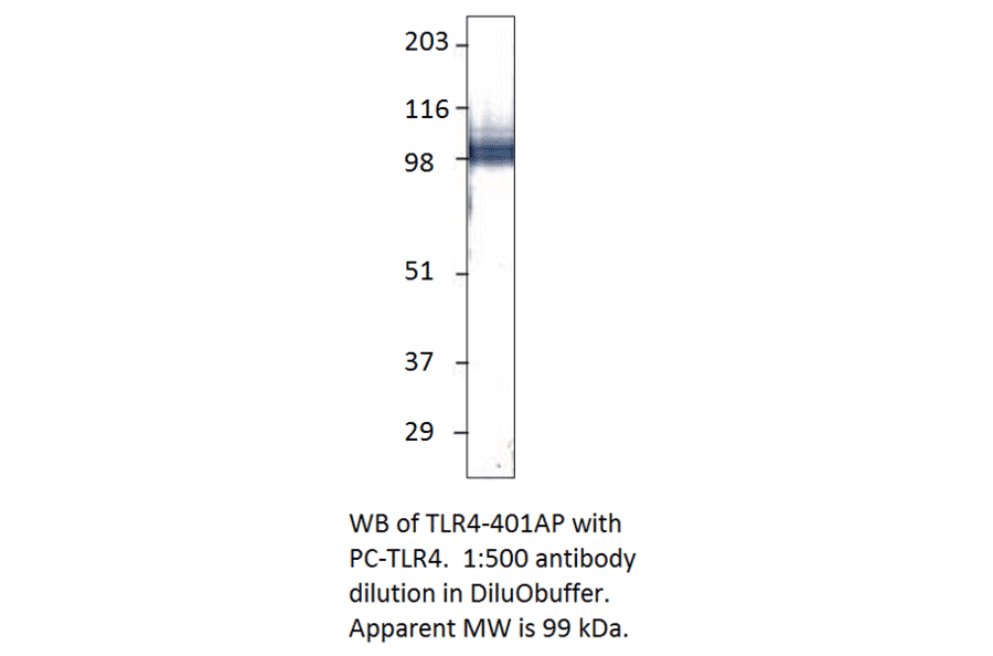 Anti-TLR4 Antibody from FabGennix (TLR-401AP) - Antibodies.com