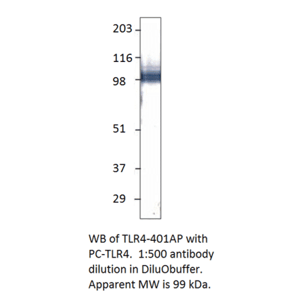 Anti-TLR4 Antibody from FabGennix (TLR-401AP) - Antibodies.com