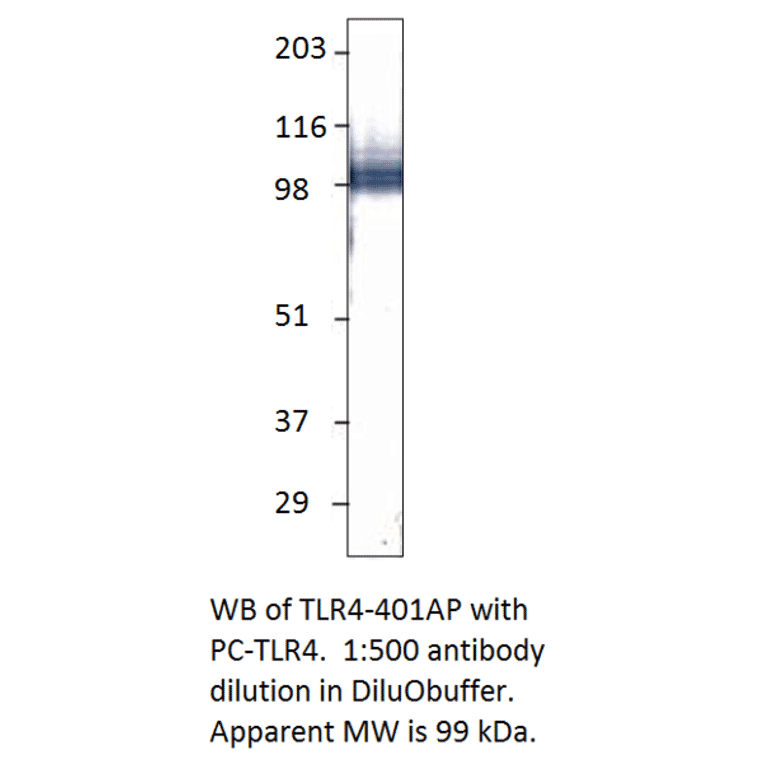 Anti-TLR4 Antibody from FabGennix (TLR-401AP) - Antibodies.com