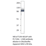 Anti-TLR4 Antibody from FabGennix (TLR-401AP) - Antibodies.com