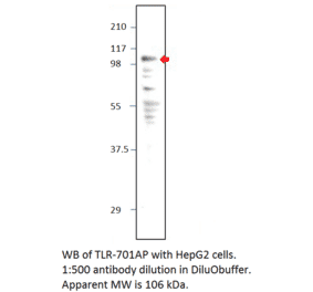 Anti-TLR7 Antibody from FabGennix (TLR-701AP) - Antibodies.com