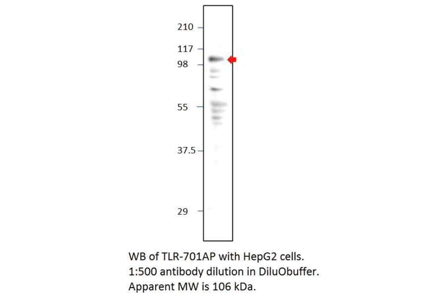 Anti-TLR7 Antibody from FabGennix (TLR-701AP) - Antibodies.com