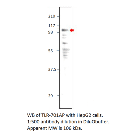 Anti-TLR7 Antibody from FabGennix (TLR-701AP) - Antibodies.com