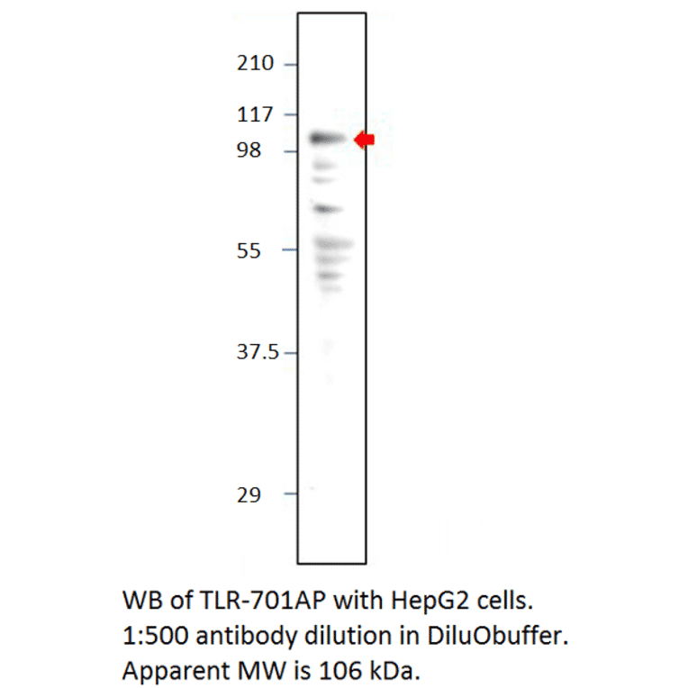 Anti-TLR7 Antibody from FabGennix (TLR-701AP) - Antibodies.com