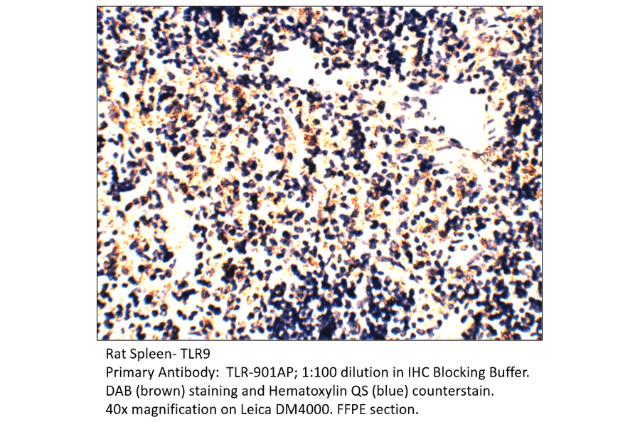 Anti-TLR9 Antibody from FabGennix (TLR-901AP) - Antibodies.com