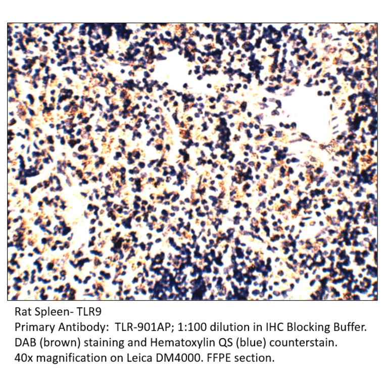 Anti-TLR9 Antibody from FabGennix (TLR-901AP) - Antibodies.com