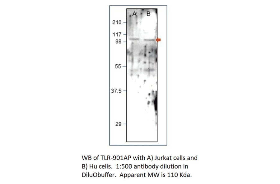 Anti-TLR9 Antibody from FabGennix (TLR-901AP) - Antibodies.com