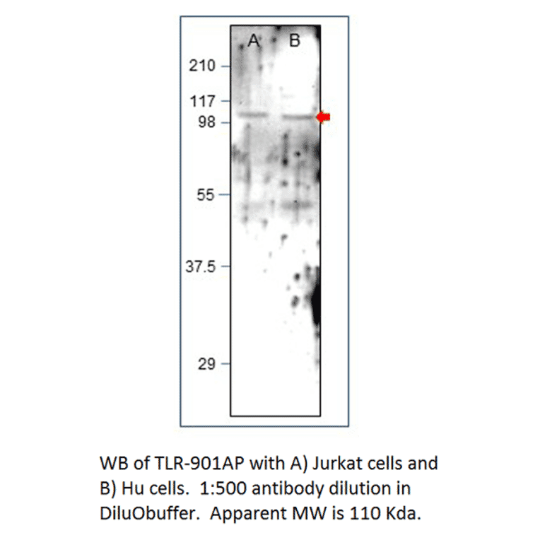 Anti-TLR9 Antibody from FabGennix (TLR-901AP) - Antibodies.com